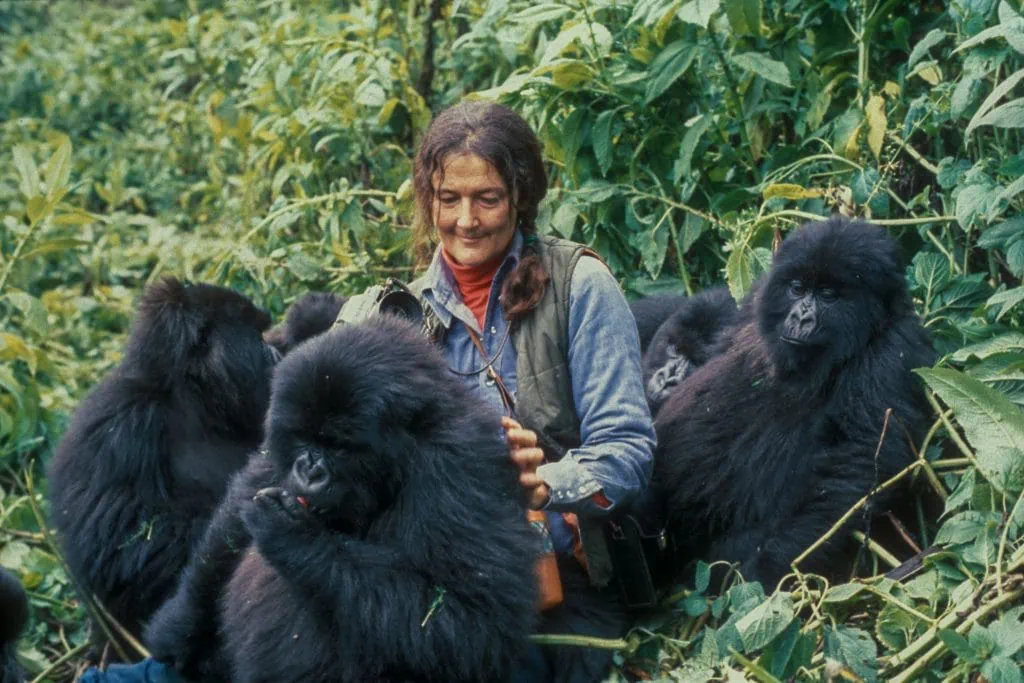 Dian-Fossey-1024x683